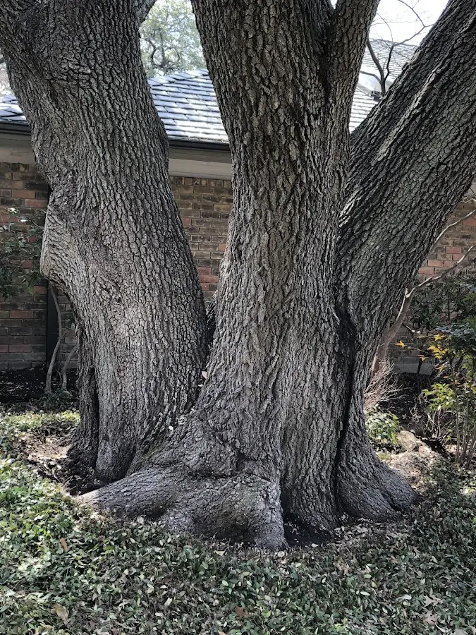 Mature heritage tree close to a Saint Regis Falls property cared for by certified arborists